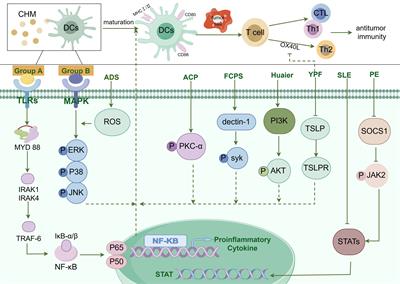 Traditional Chinese herbal medicine: harnessing dendritic cells for anti-tumor benefits